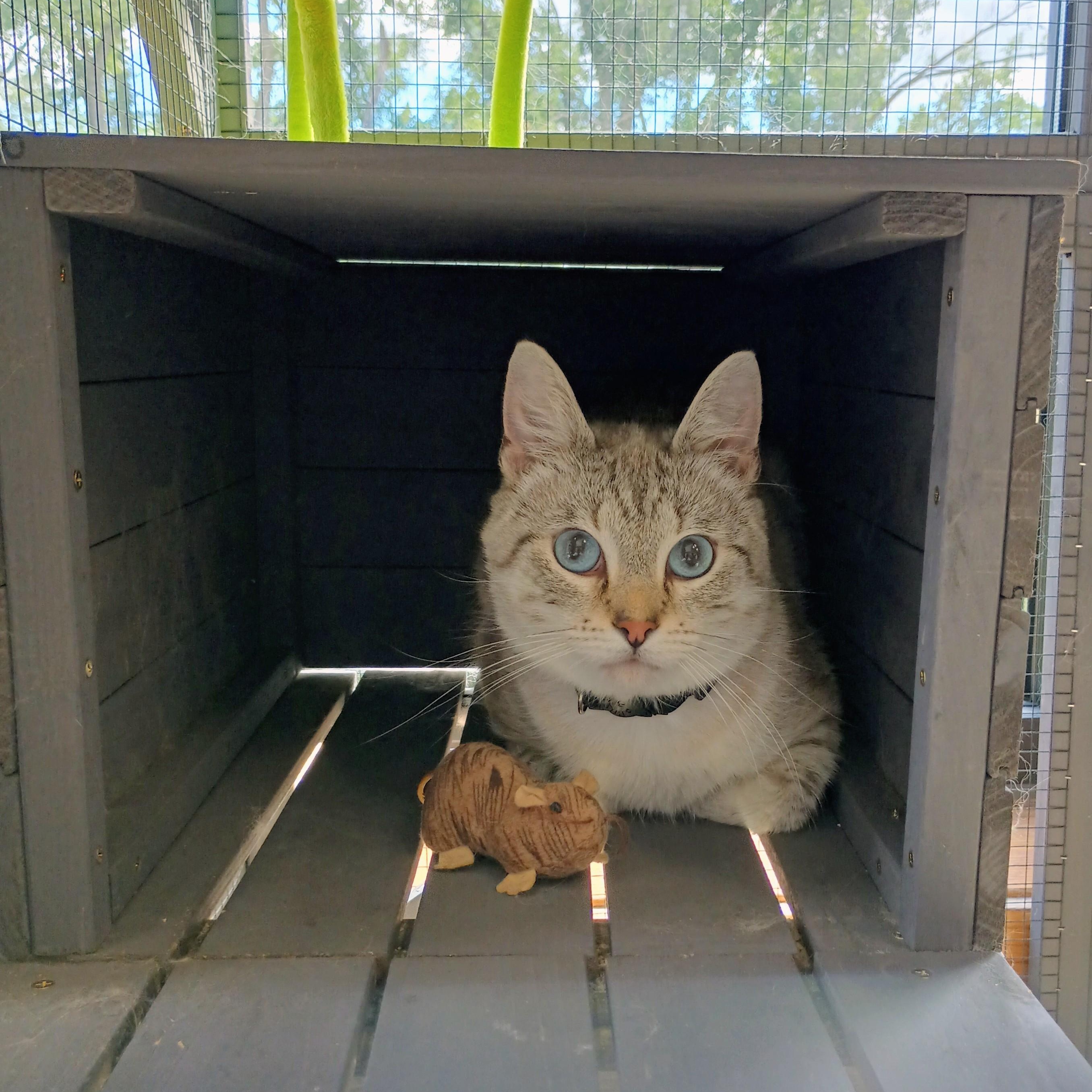 Enlarge OLIVER - LOVEABLE SNOW LYNX POINT SIAMESE MALE, a Adopted mixed breed in Spring Green, WI image 4/6