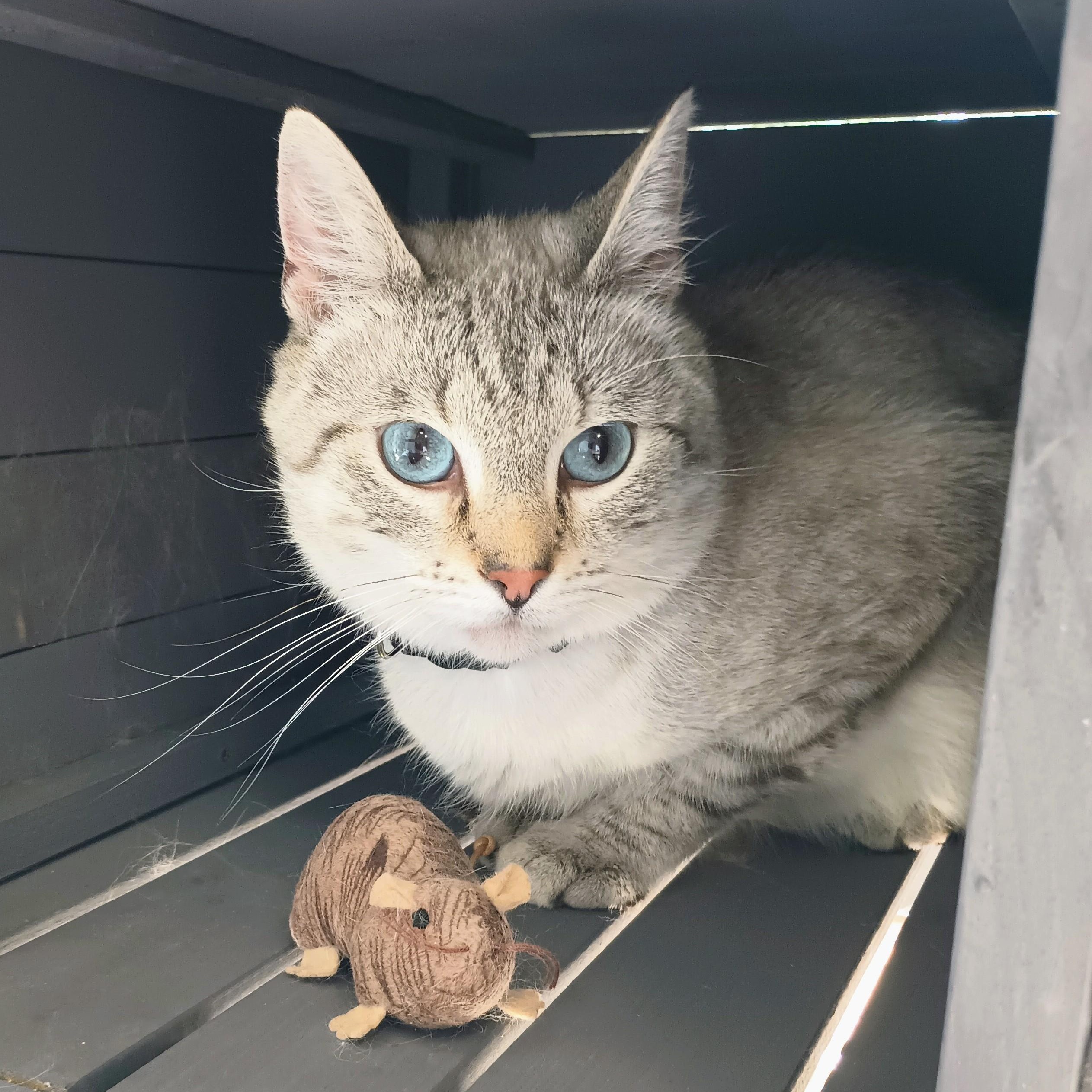Enlarge OLIVER - LOVEABLE SNOW LYNX POINT SIAMESE MALE, a Adopted mixed breed in Spring Green, WI image 5/6