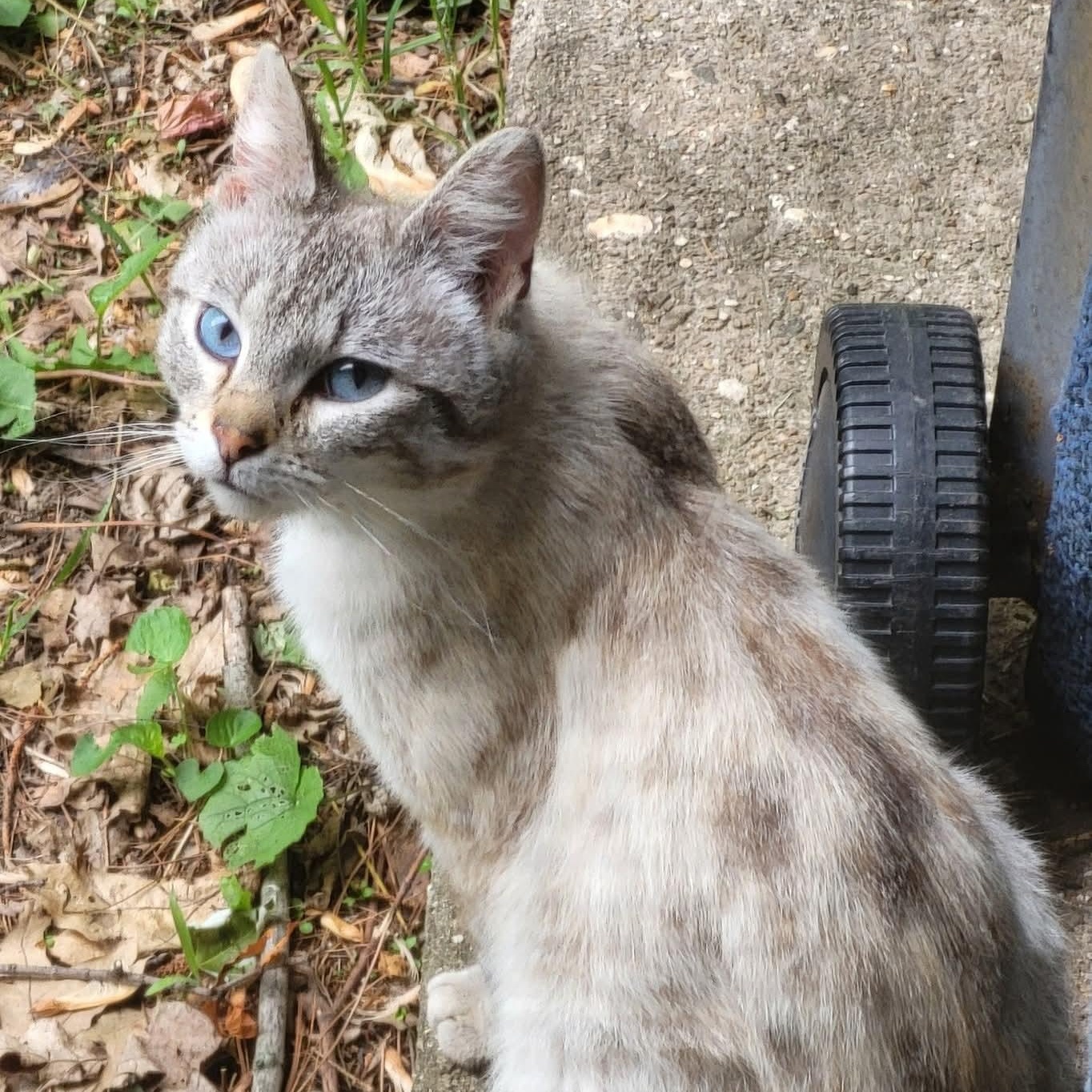 Enlarge OLIVER - LOVEABLE SNOW LYNX POINT SIAMESE MALE, a Adopted mixed breed in Spring Green, WI image 3/6