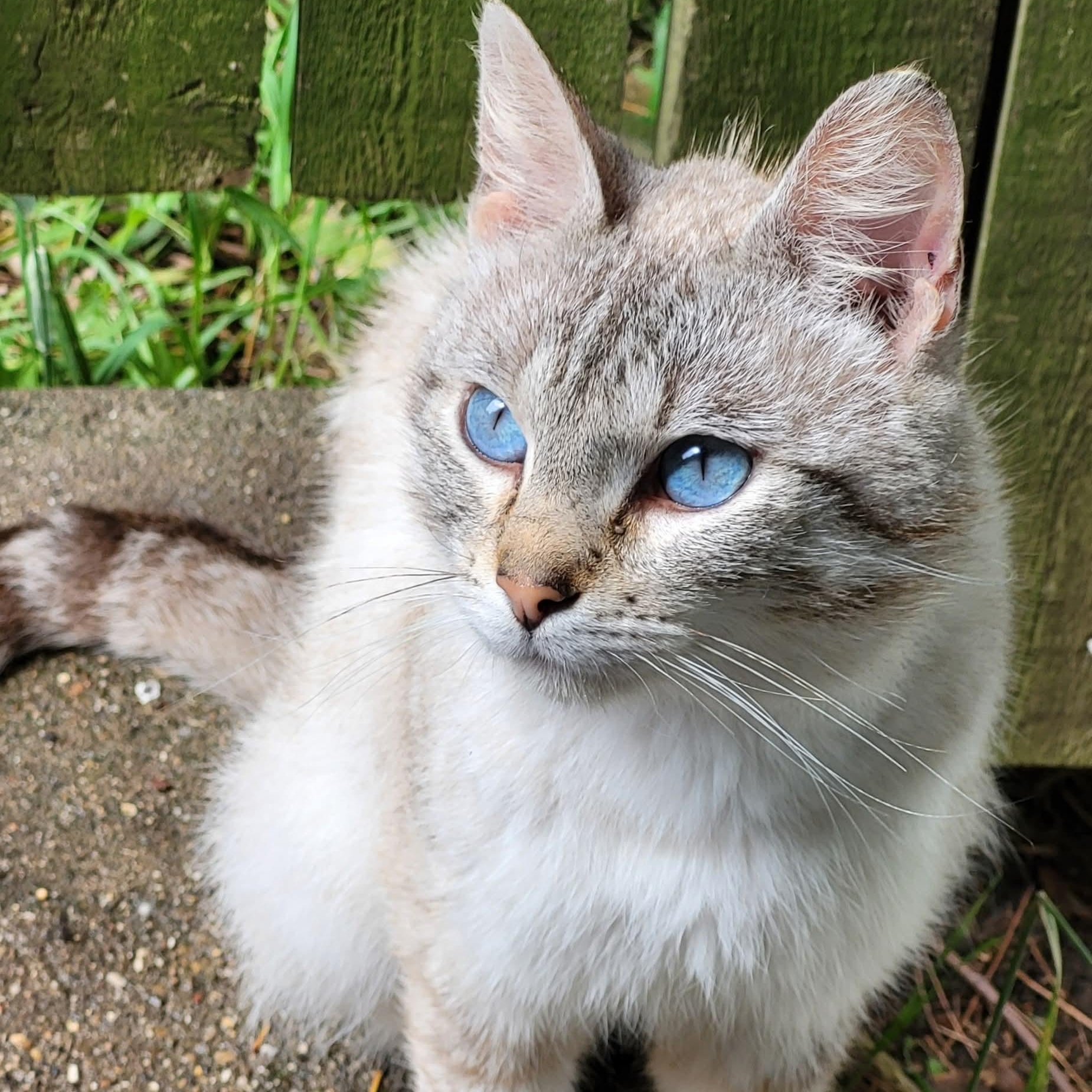 Enlarge OLIVER - LOVEABLE SNOW LYNX POINT SIAMESE MALE, a Adopted mixed breed in Spring Green, WI image 2/6
