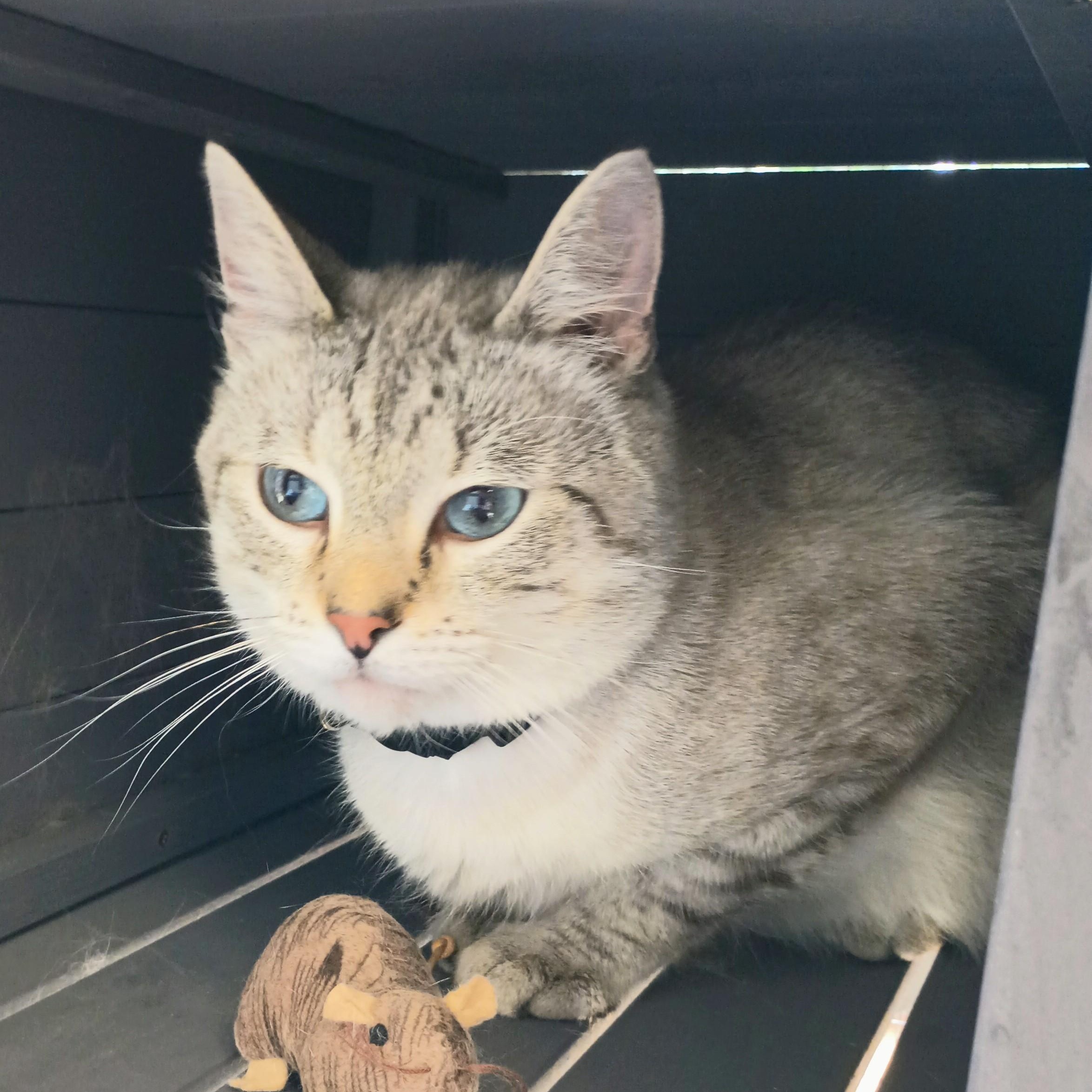 Enlarge OLIVER - LOVEABLE SNOW LYNX POINT SIAMESE MALE, a Adopted mixed breed in Spring Green, WI image 6/6