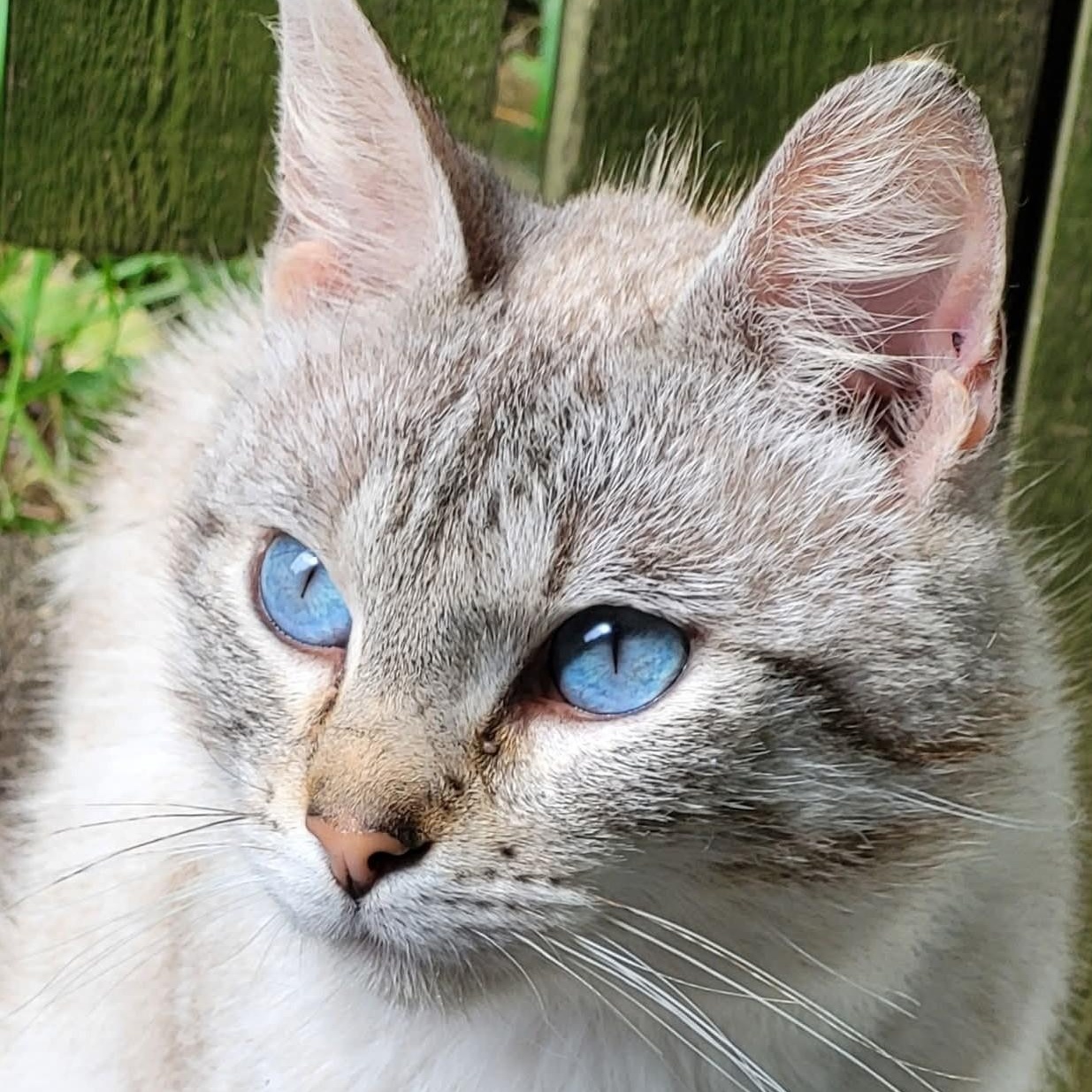Enlarge OLIVER - LOVEABLE SNOW LYNX POINT SIAMESE MALE, a Adopted mixed breed in Spring Green, WI image 1/6