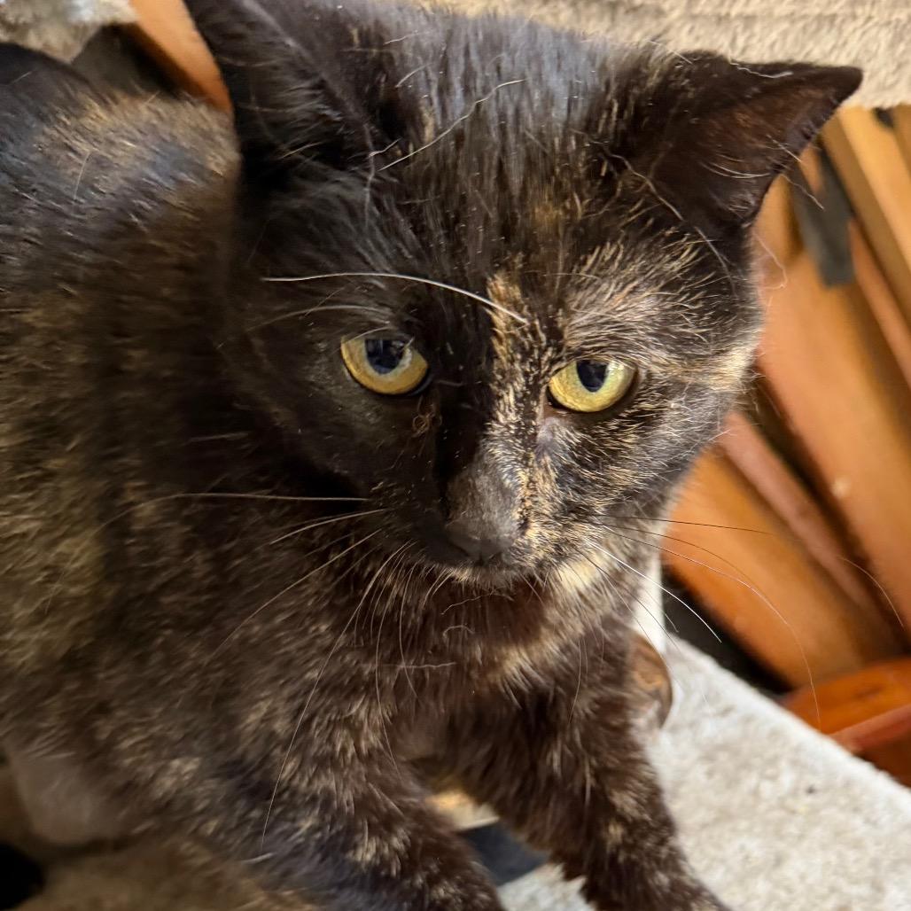 Shiloh, Adoptable, Adult Female Domestic Medium Hair & Mixed Breed.