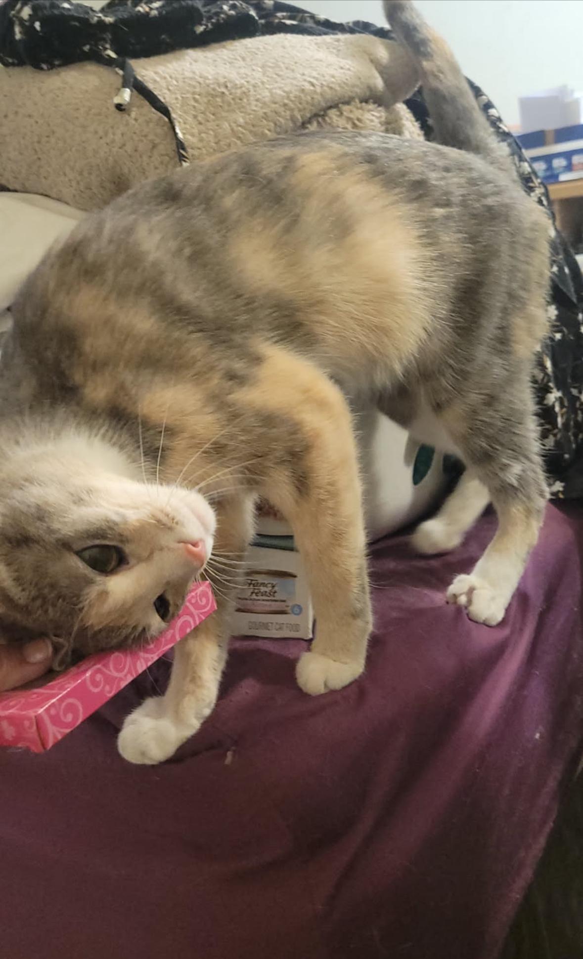 Dreamer, ADOPTABLE, Young Female Dilute Calico.