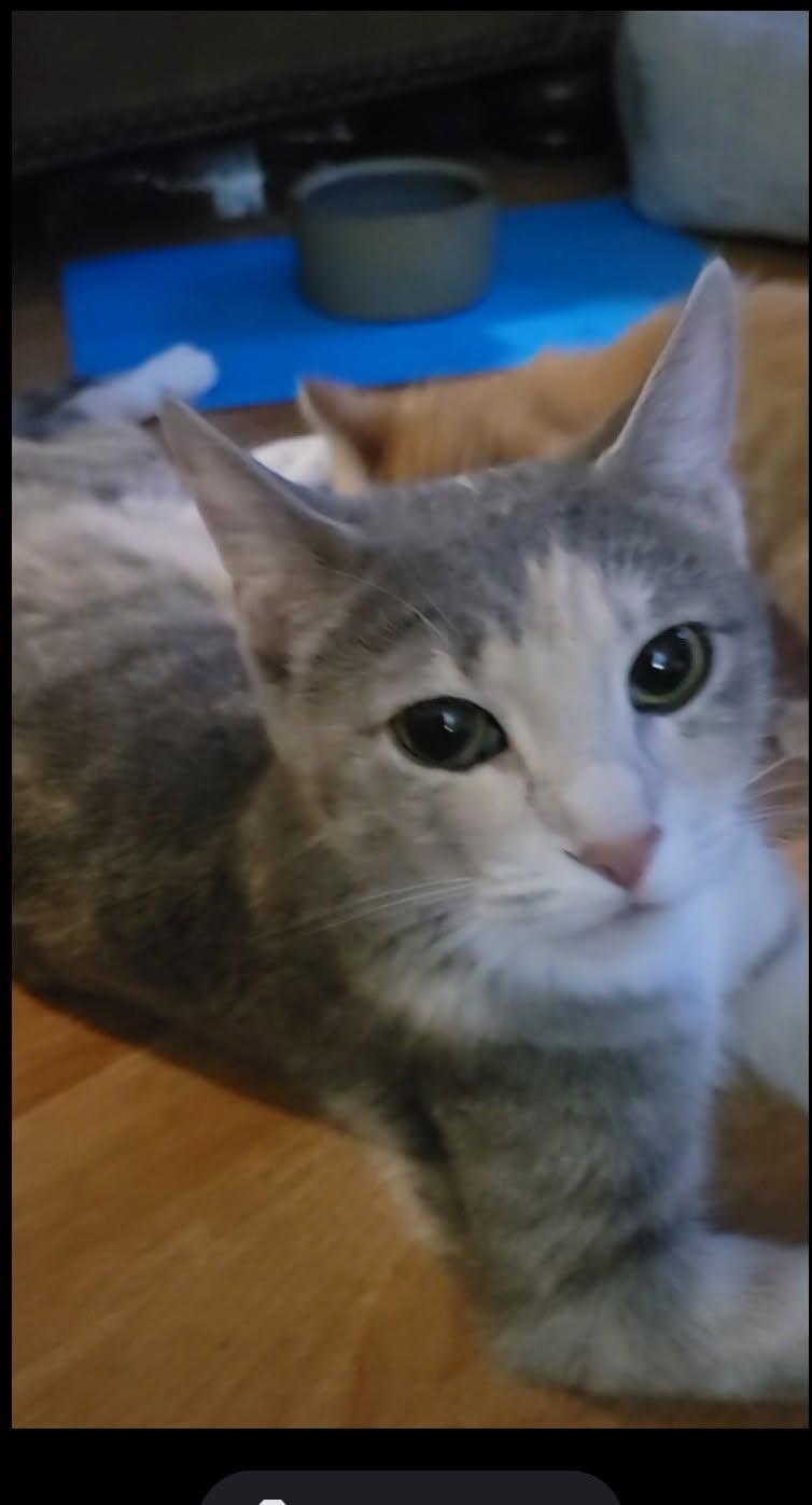 Dreamer, a ADOPTABLE Dilute Calico in Phoenix, AZ image 2/2