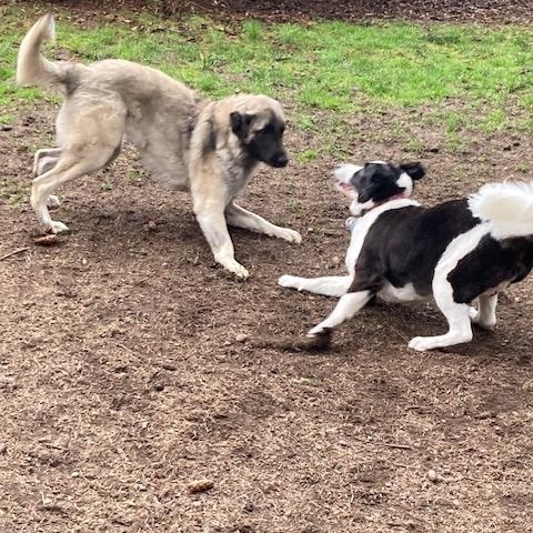 Enlarge Grace, a ADOPTABLE Anatolian Shepherd in Port Angeles, WA image 5/6