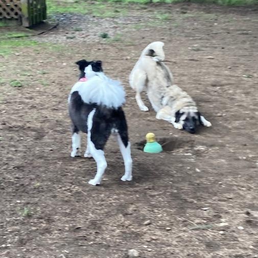 Enlarge Grace, a ADOPTABLE Anatolian Shepherd in Port Angeles, WA image 4/6