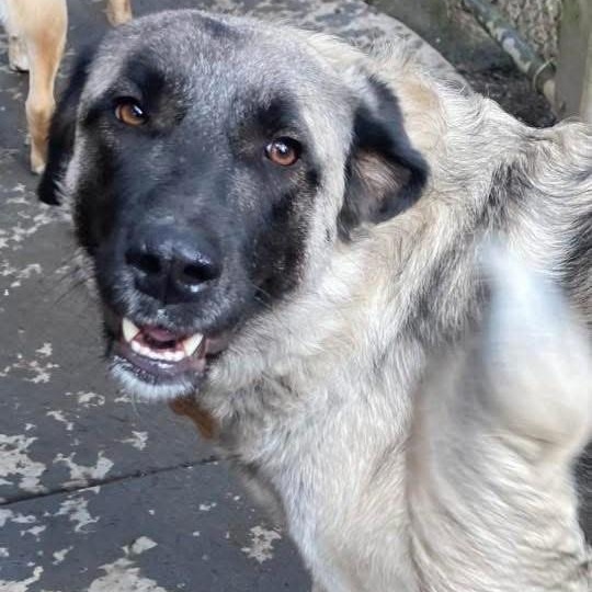 Enlarge Grace, a ADOPTABLE Anatolian Shepherd in Port Angeles, WA image 6/6