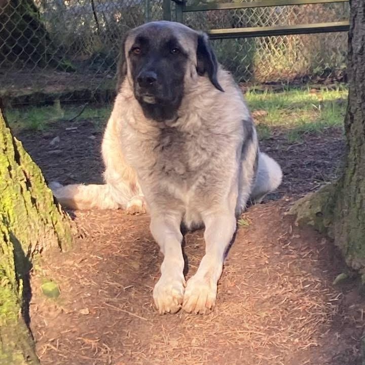 Enlarge Grace, a ADOPTABLE Anatolian Shepherd in Port Angeles, WA image 1/6