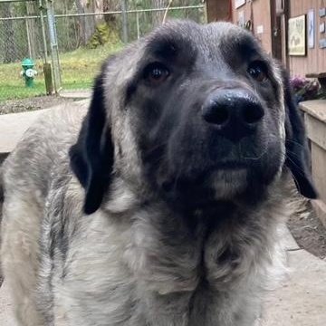 Enlarge Grace, a ADOPTABLE Anatolian Shepherd in Port Angeles, WA image 2/6