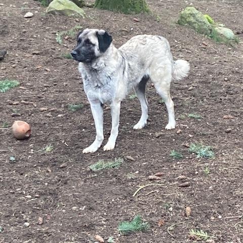 Enlarge Grace, a ADOPTABLE Anatolian Shepherd in Port Angeles, WA image 3/6