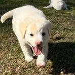 Brazos — thumbnail 3