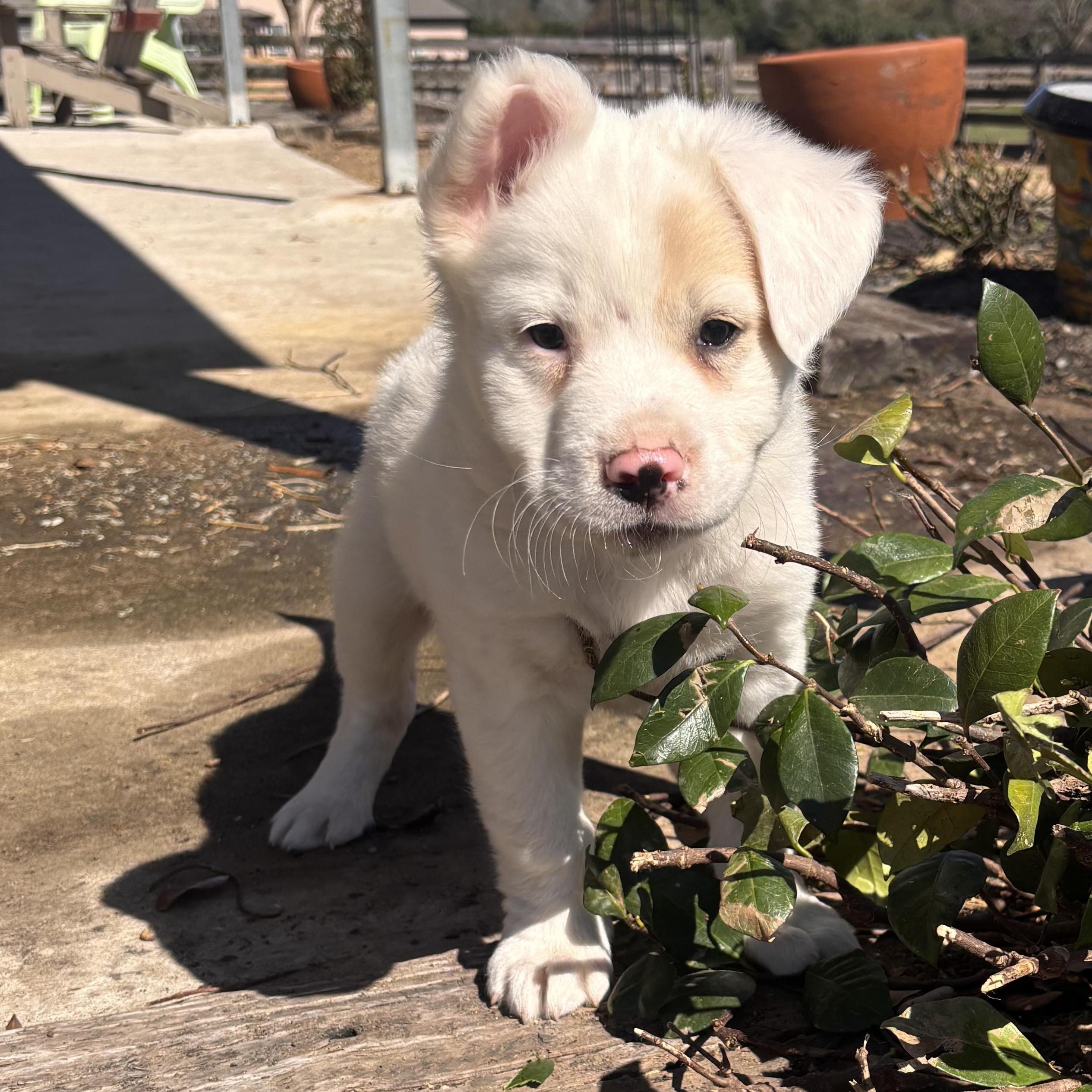 Brazos — thumbnail 4