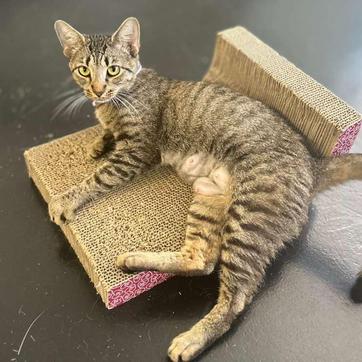 Enlarge Sugar Cube, a Adoptable Domestic Short Hair in Gadsden, AL image 1/3