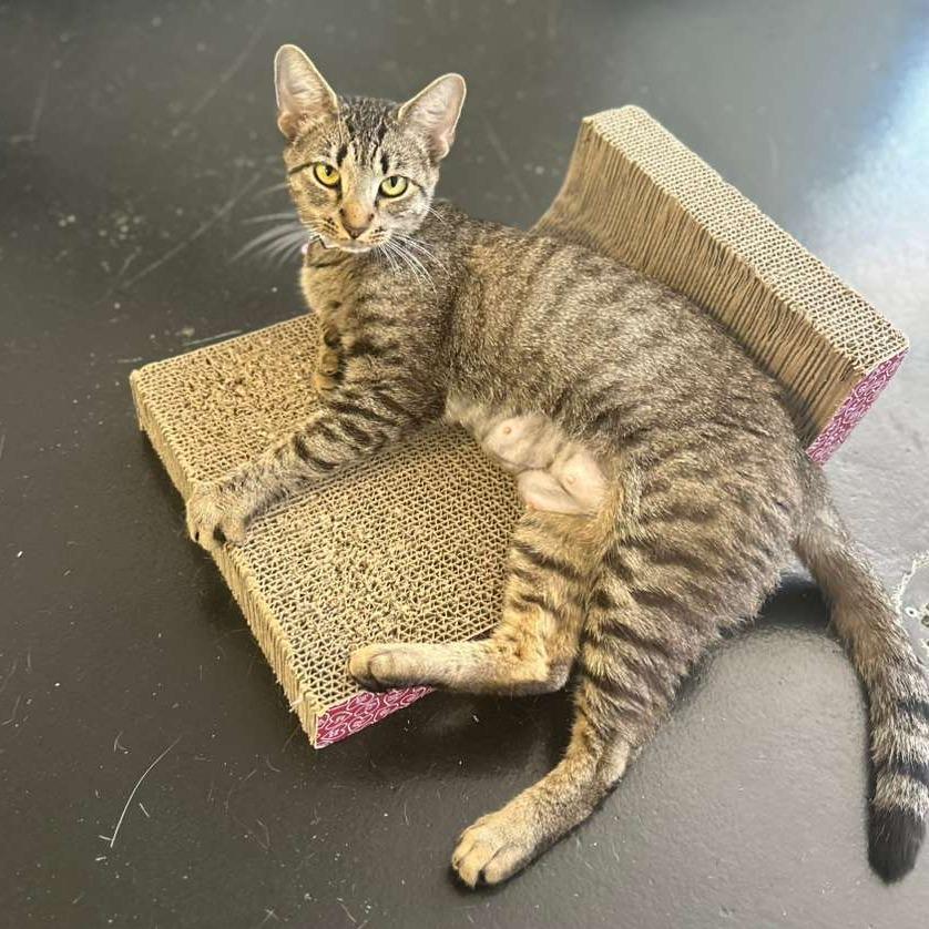 Enlarge Sugar Cube, a Adoptable Domestic Short Hair in Gadsden, AL image 2/3