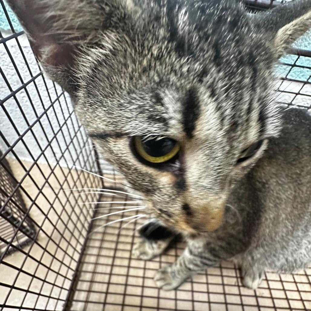 Enlarge Sugar Cube, a Adoptable Domestic Short Hair in Gadsden, AL image 3/3
