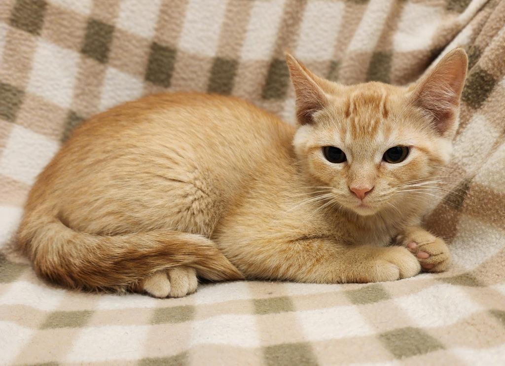Blaire, Adoptable, Kitten Female Domestic Short Hair.