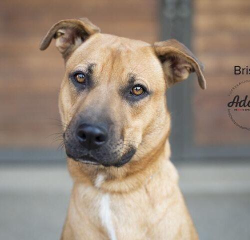 Bristol, Adoptable, Young Female American Staffordshire Terrier & German Shepherd Dog.