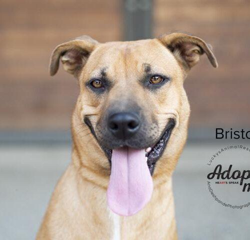 Bristol, a Adoptable mixed breed in Bakersfield, CA image 2/5