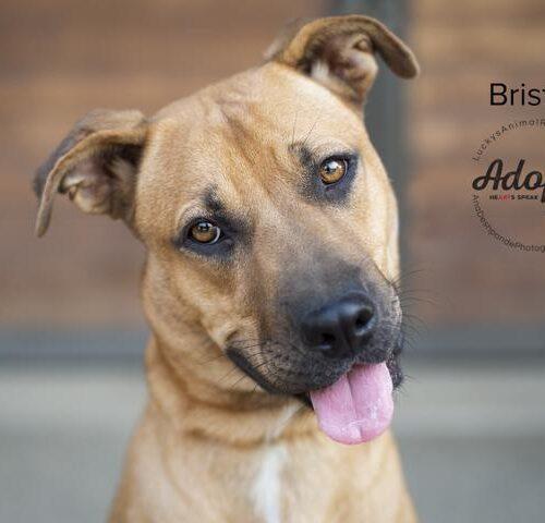 Bristol, a Adoptable mixed breed in Bakersfield, CA image 3/5