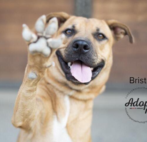 Bristol, a Adoptable mixed breed in Bakersfield, CA image 4/5