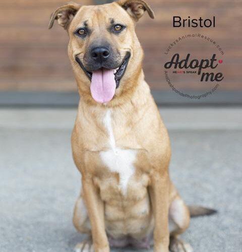 Bristol, a Adoptable mixed breed in Bakersfield, CA image 5/5