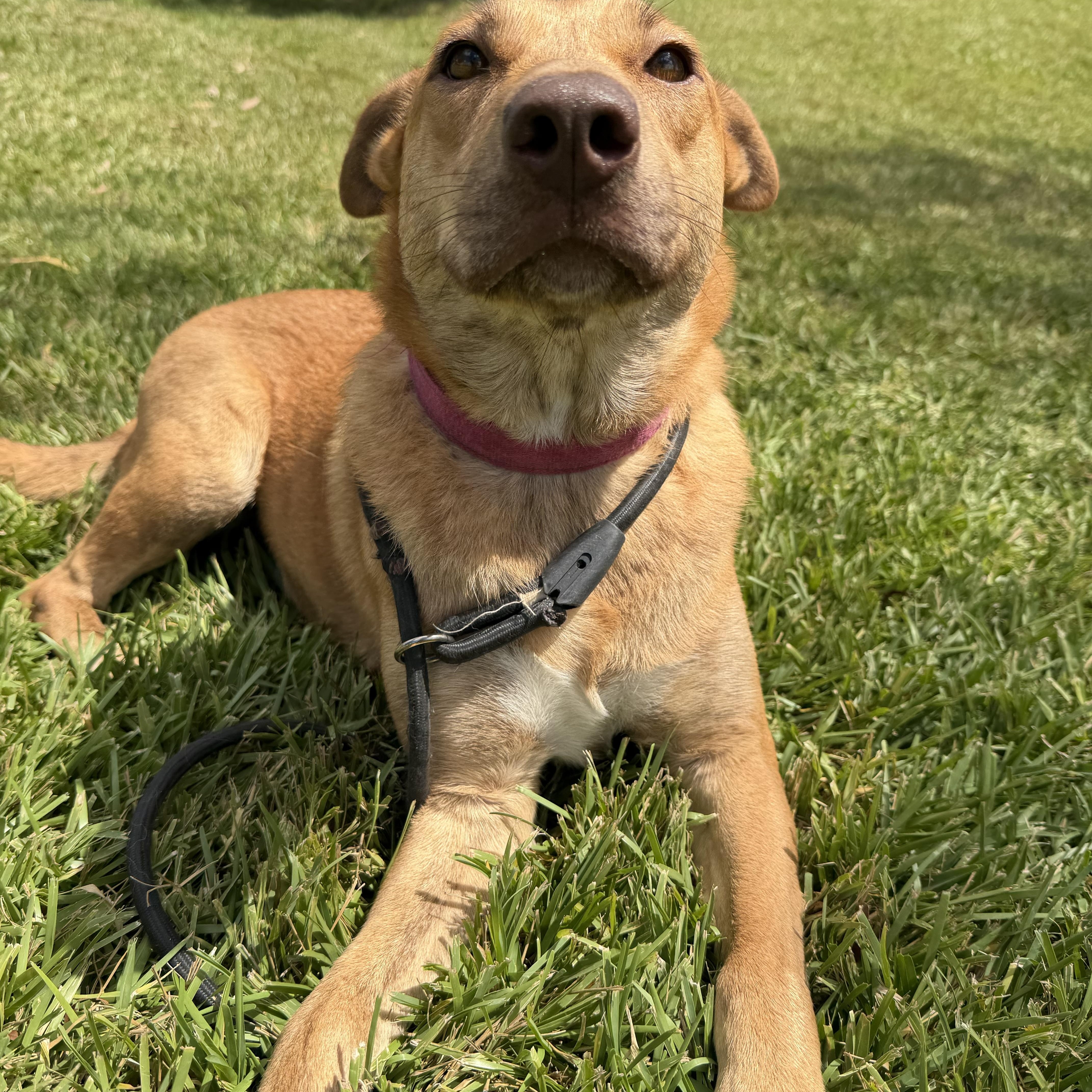 Enlarge Izzy, a Adoptable mixed breed in Houston, TX image 4/5