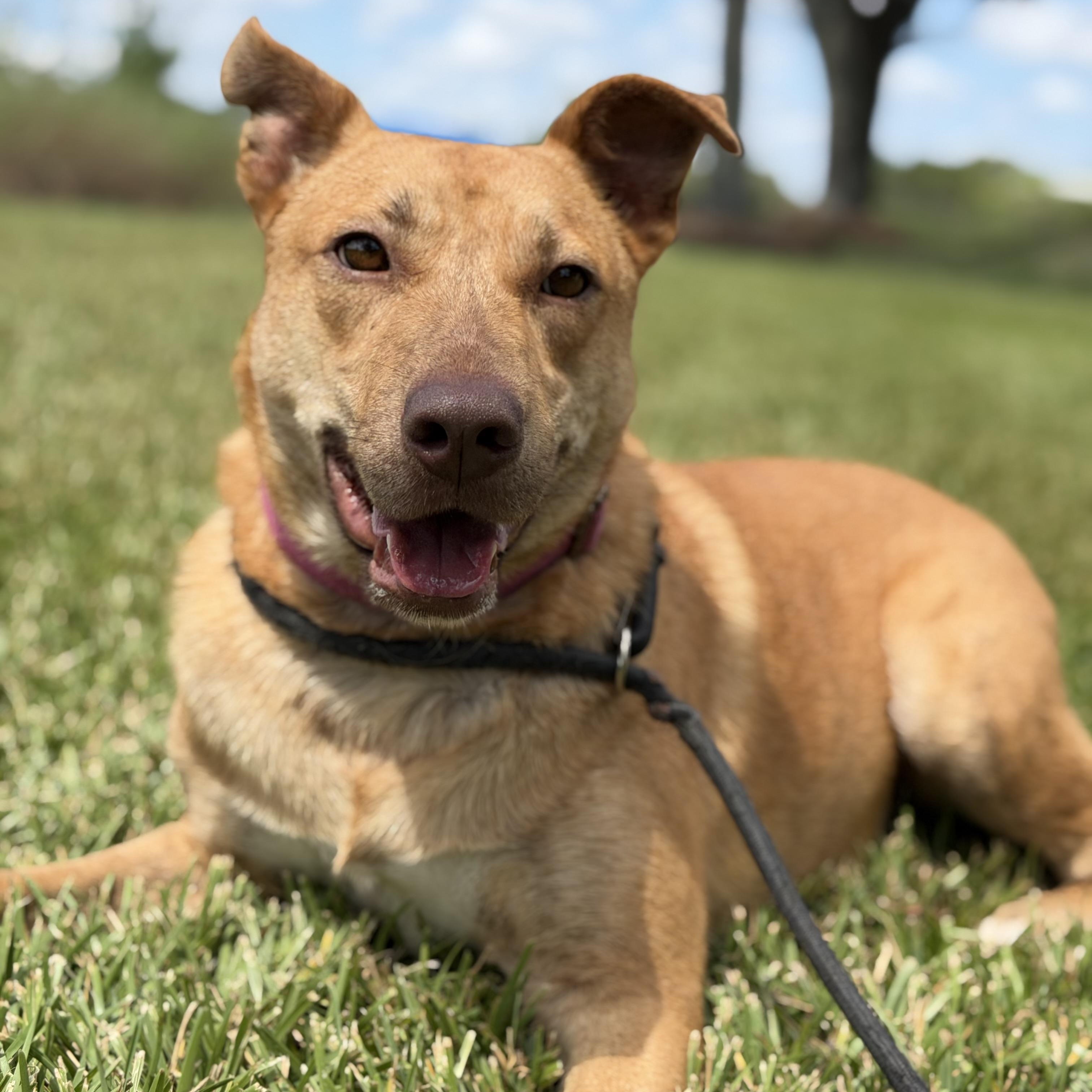 Enlarge Izzy, a Adoptable mixed breed in Houston, TX image 3/5