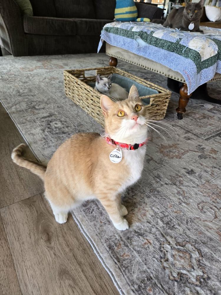 Cirilla, Adoptable, Adult Female Domestic Short Hair.