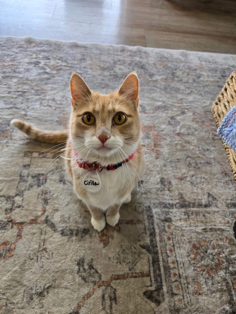 Enlarge Cirilla, a Adoptable mixed breed in tucson, AZ image 2/6