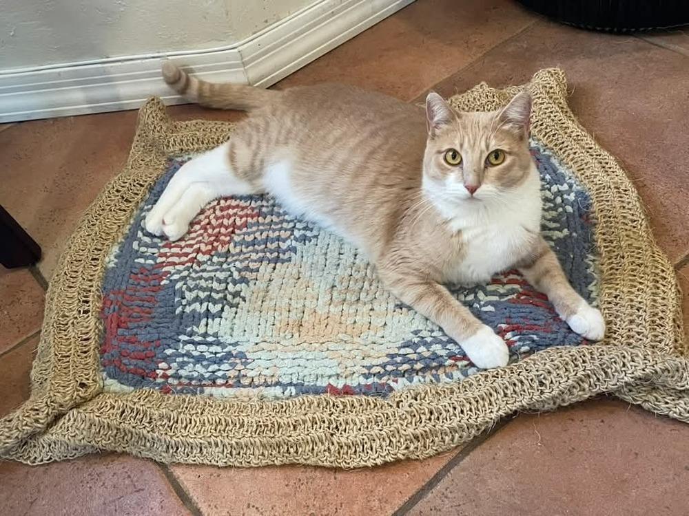 Cirilla, Adoptable, Adult Female Domestic Short Hair.