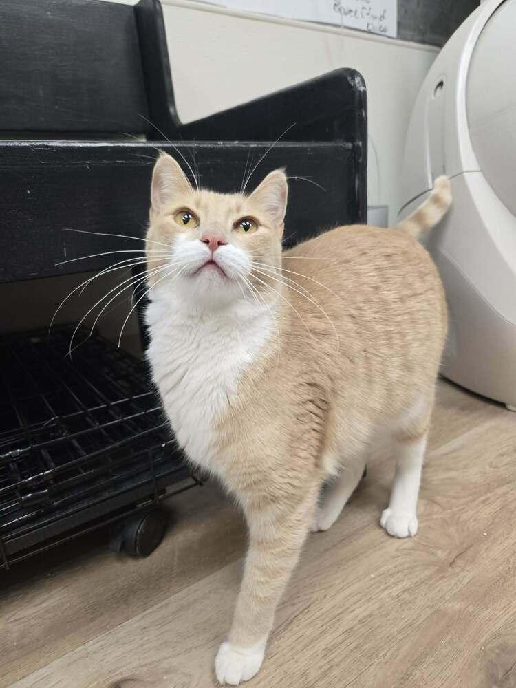 Enlarge Cirilla, a Adoptable mixed breed in tucson, AZ image 2/6