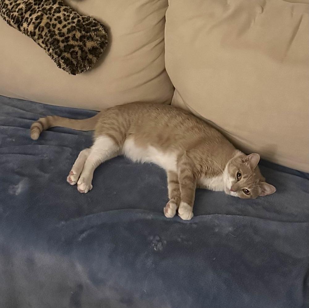 Enlarge Cirilla, a Adoptable mixed breed in tucson, AZ image 1/6