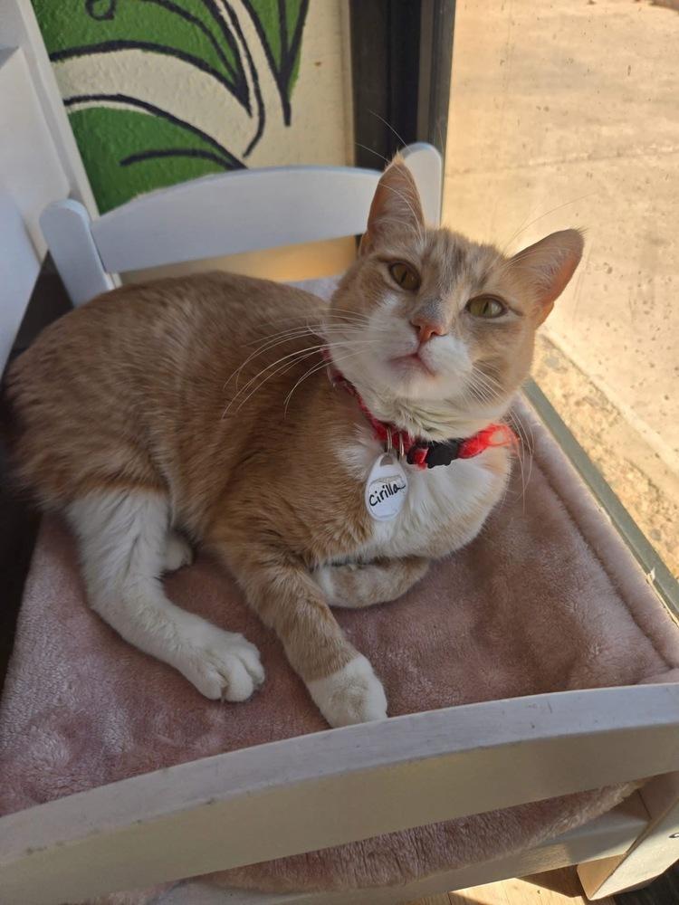 Enlarge Cirilla, a Adoptable mixed breed in tucson, AZ image 4/6