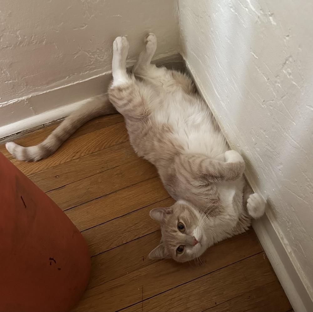 Enlarge Cirilla, a Adoptable mixed breed in tucson, AZ image 2/6