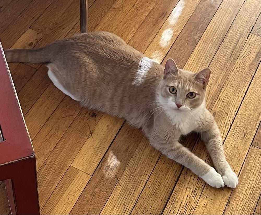 Enlarge Cirilla, a Adoptable mixed breed in tucson, AZ image 3/6