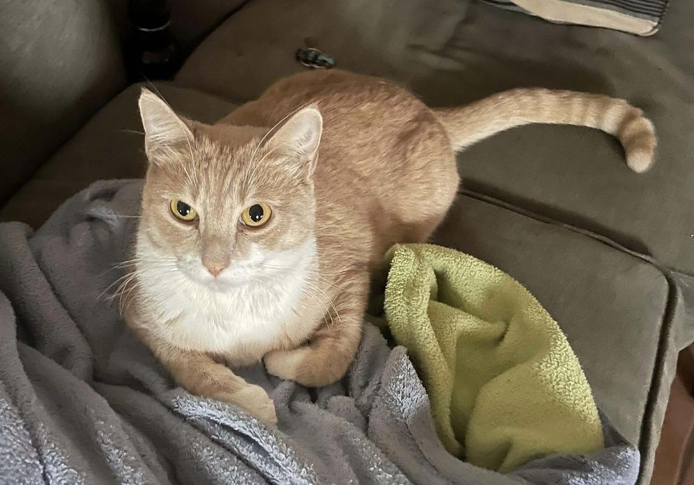 Enlarge Cirilla, a Adoptable mixed breed in tucson, AZ image 4/6