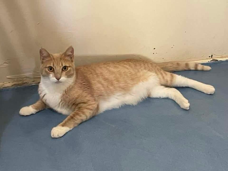 Cirilla, Adoptable, Adult Female Domestic Short Hair.