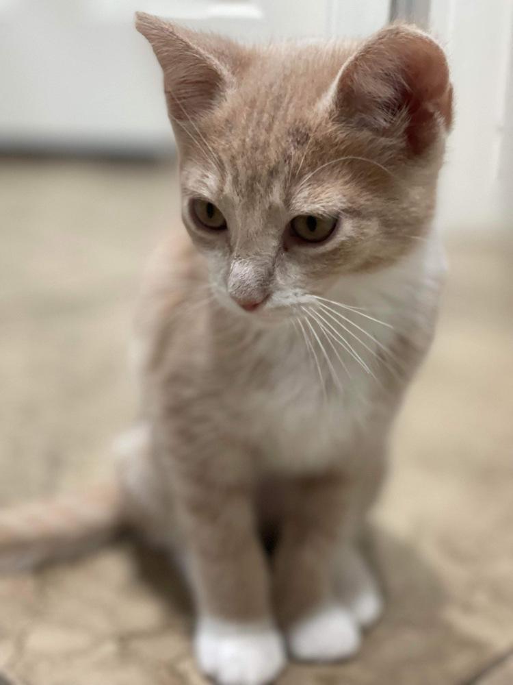 Enlarge Cirilla, a Adoptable mixed breed in tucson, AZ image 5/6