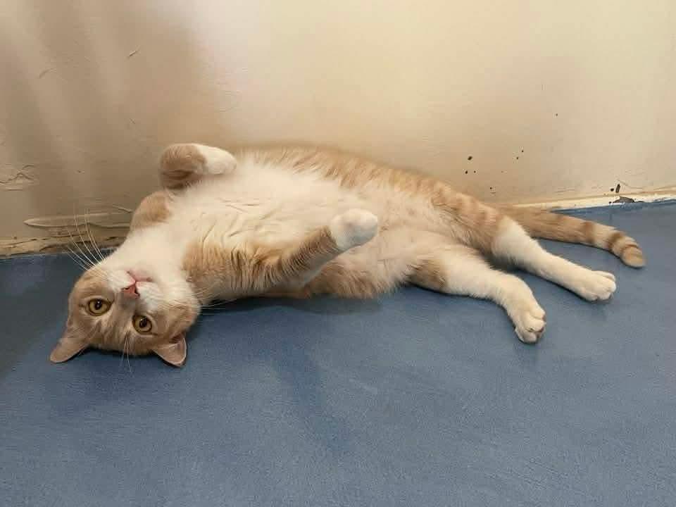 Enlarge Cirilla, a Adoptable mixed breed in tucson, AZ image 6/6