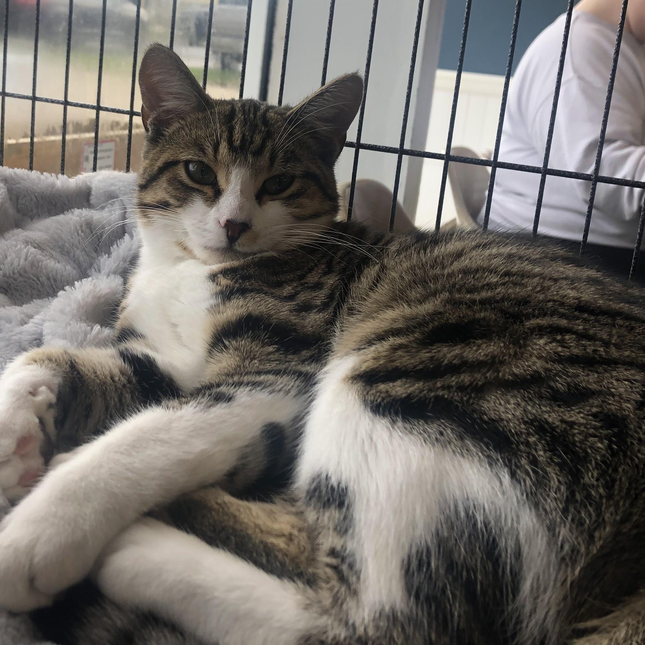 Leo, Adoptable, Kitten Male Domestic Short Hair.