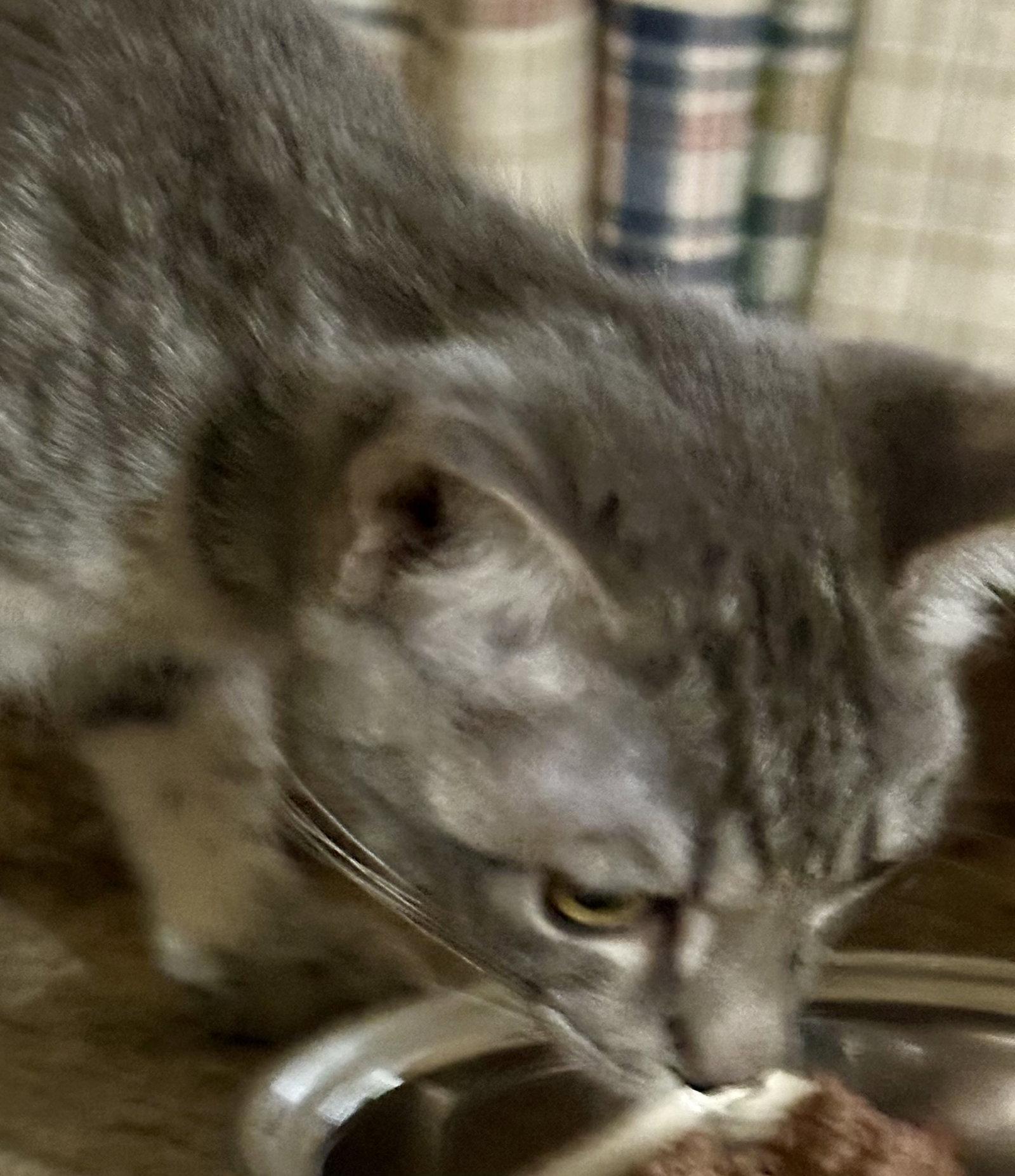 Carolina, Adoptable, Kitten Female Domestic Short Hair.