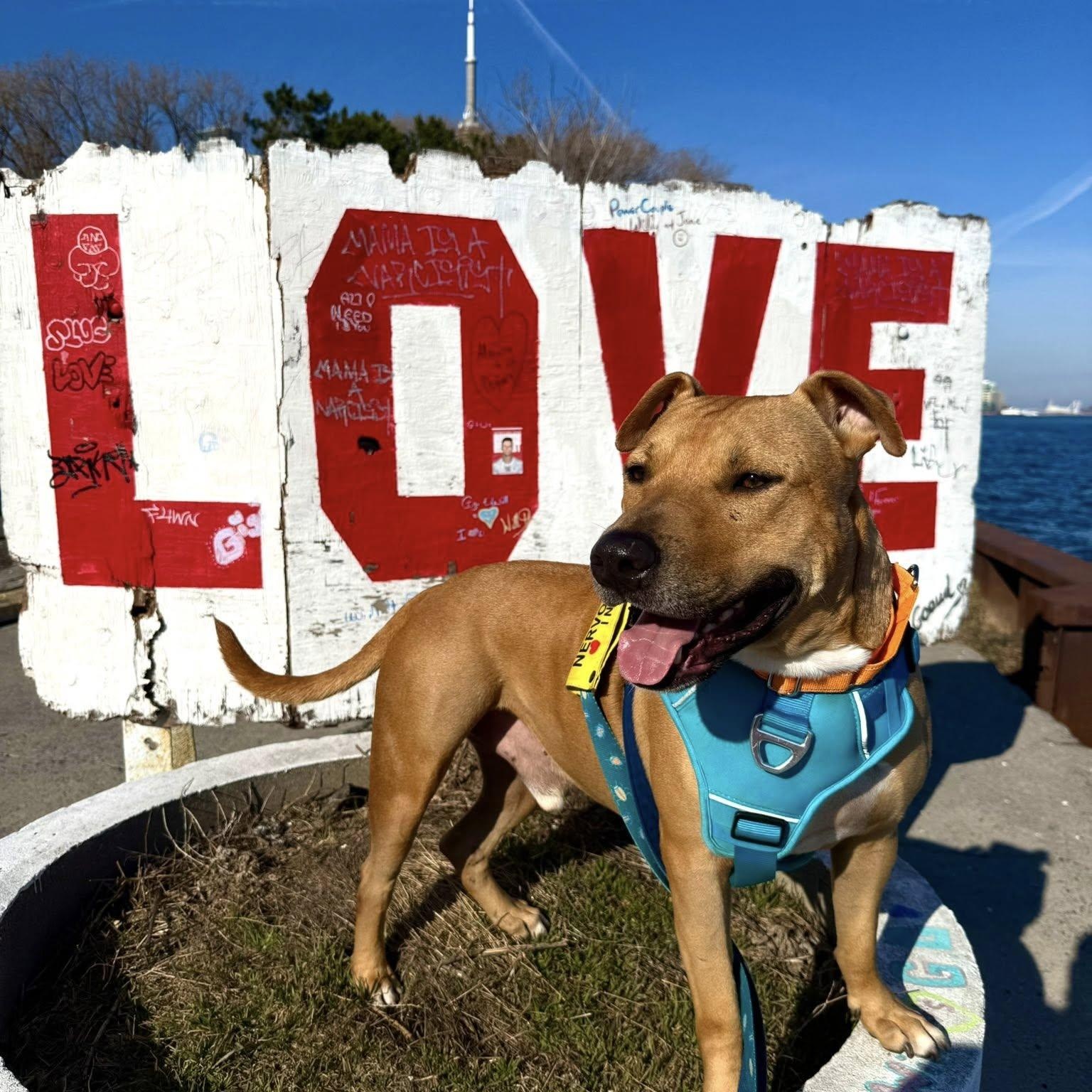 Enlarge Buddy, an adoptable mixed breed in Woodstock, ON image 2/6