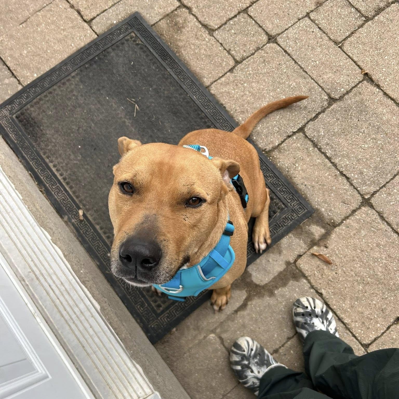 Enlarge Buddy, an adoptable mixed breed in Woodstock, ON image 2/5