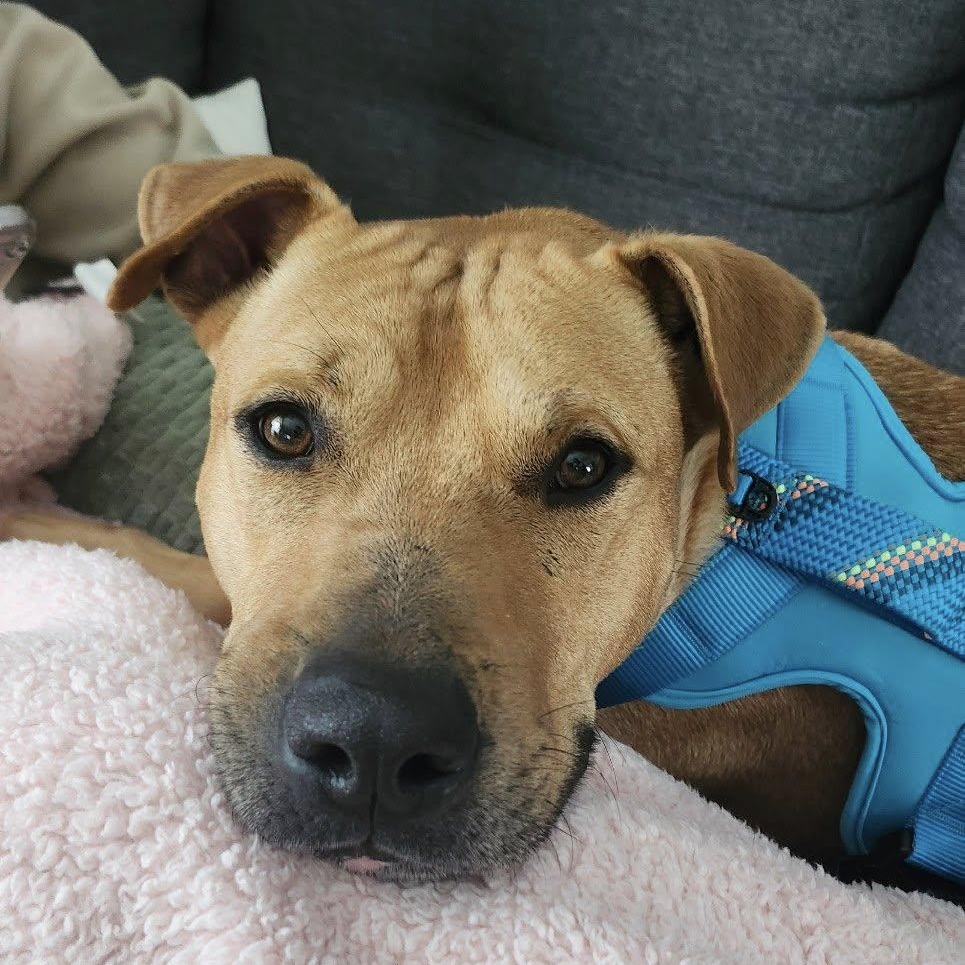 Buddy, adoptable, Adult Male Mastiff.