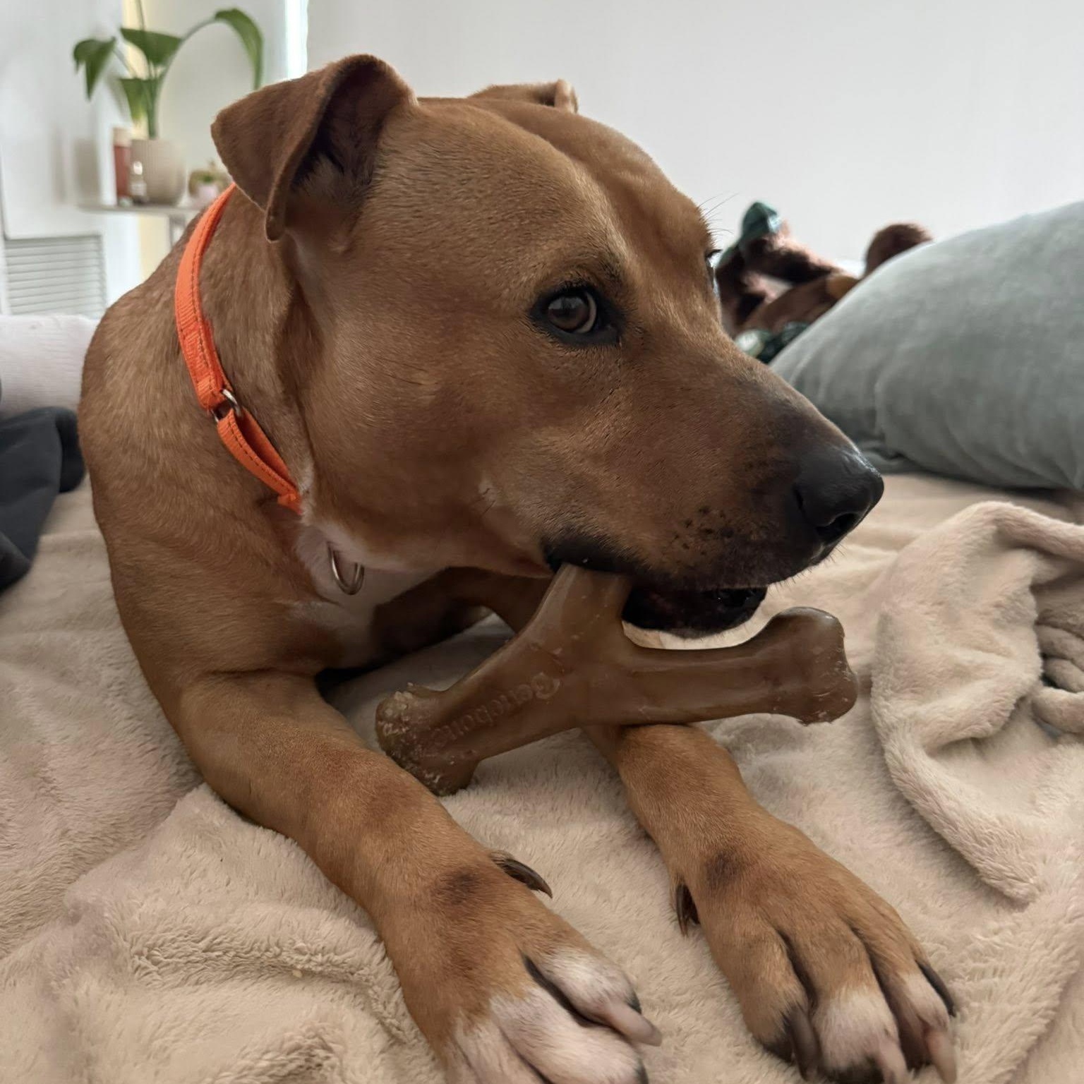 Enlarge Buddy, an adoptable mixed breed in Woodstock, ON image 5/6