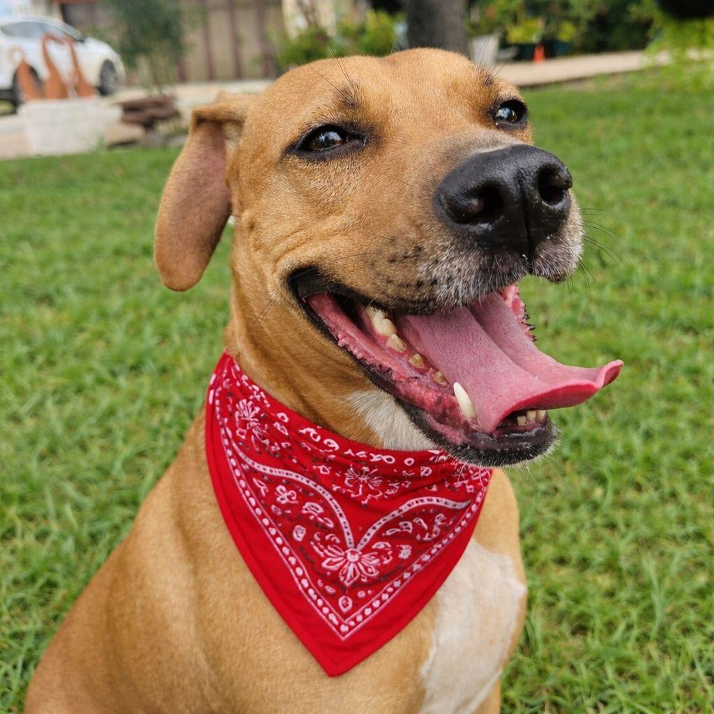 Buddy, adoptable, Adult Male Mastiff.