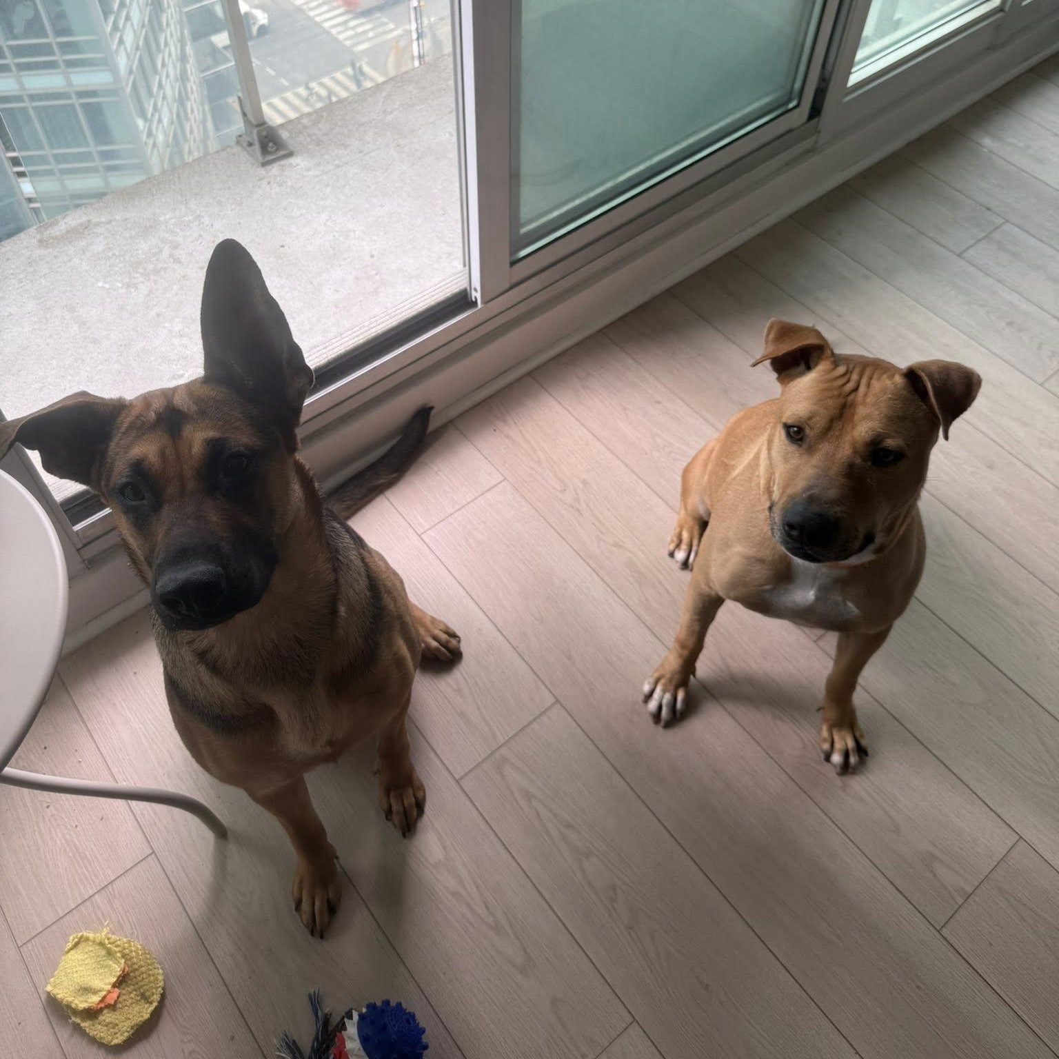 Enlarge Buddy, an adoptable mixed breed in Woodstock, ON image 6/6