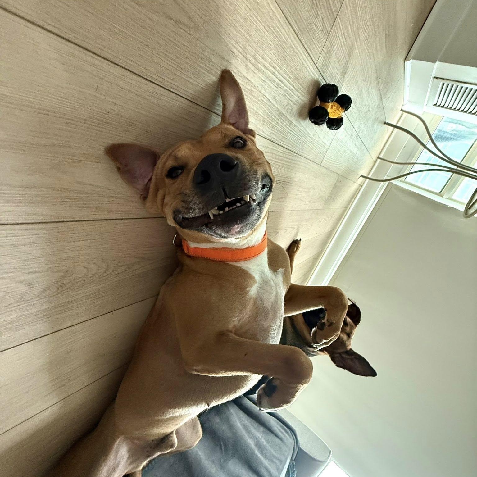 Enlarge Buddy, an adoptable mixed breed in Woodstock, ON image 4/6