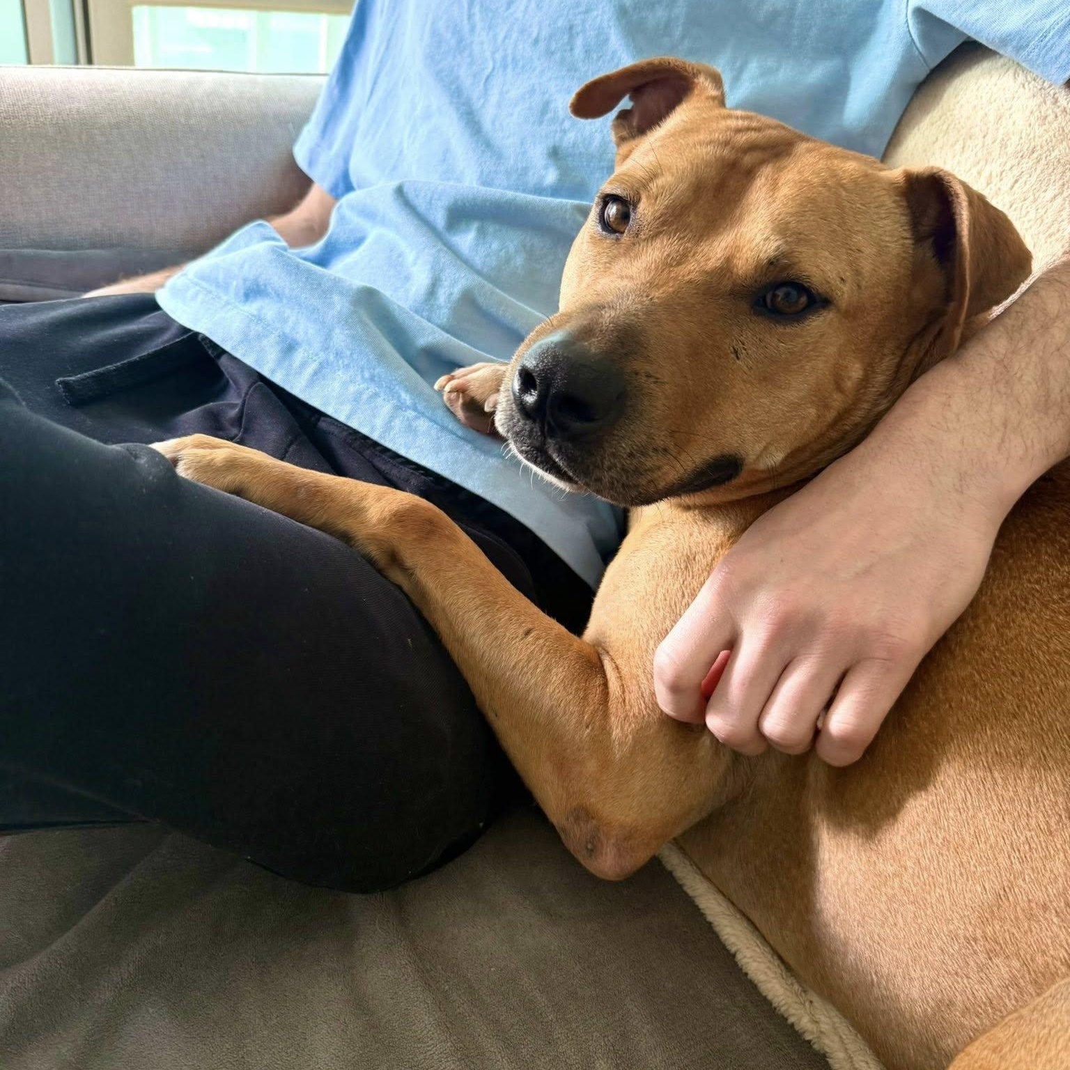 Enlarge Buddy, an adoptable mixed breed in Woodstock, ON image 1/6